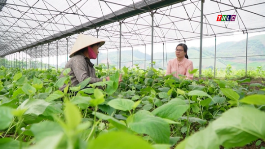 Sáng ở vườn dâu tằm