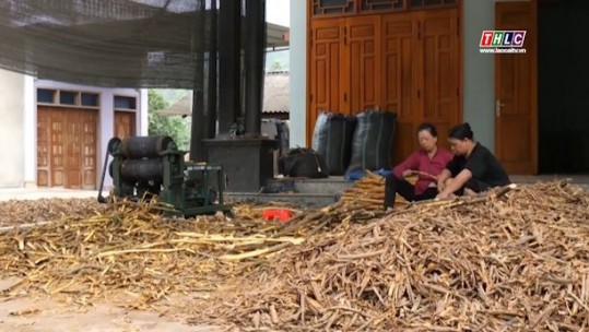Nông dân thu trên 950 tỷ đồng từ các sản phẩm quế