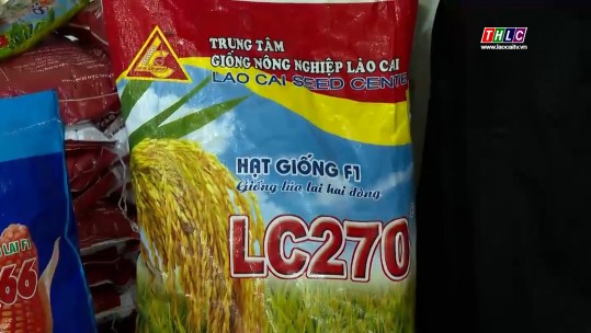Trung tâm Giống nông nghiệp tỉnh cung ứng gần 150 tấn lúa giống chất lượng cho thị trường