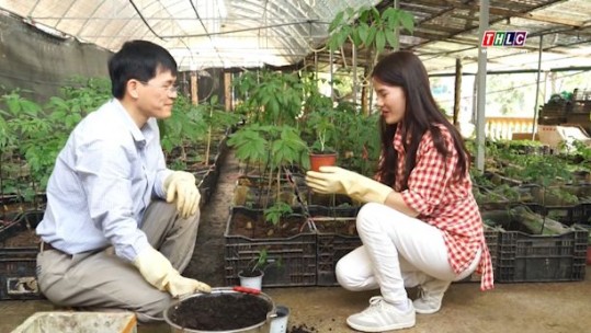 Buổi sáng tại vườn sâm Ngọc Linh