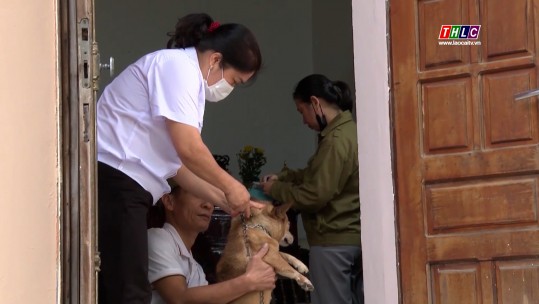Xuất hiện thêm 2 ổ bệnh dại trên địa bàn toàn tỉnh