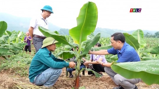 Phấn đấu trên 90% sản lượng chuối được xuất khẩu chính ngạch