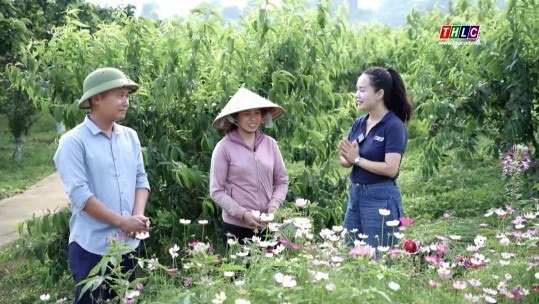 Sáng nay ở trại rau quả Bắc Hà