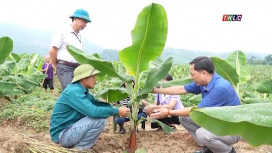Nông nghiệp - Nông thôn: Chủ động phòng, chống dịch tả lợn châu Phi (13/5/2025)