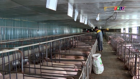 Thu hút đầu tư trong lĩnh vực chăn nuôi