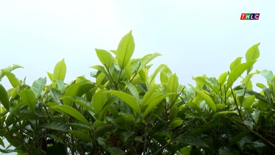 Hạt nhân chuyển dịch cơ cấu kinh tế ở Mường Khương