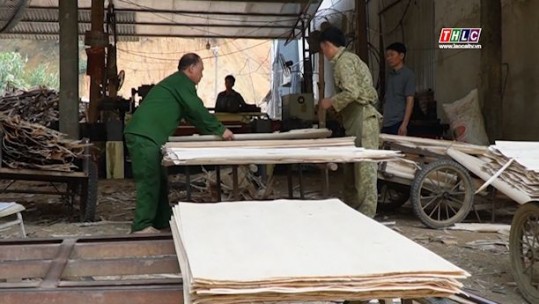 Giá trị sản xuất lâm nghiệp huyện Bảo Yên đạt trên 229 tỷ đồng