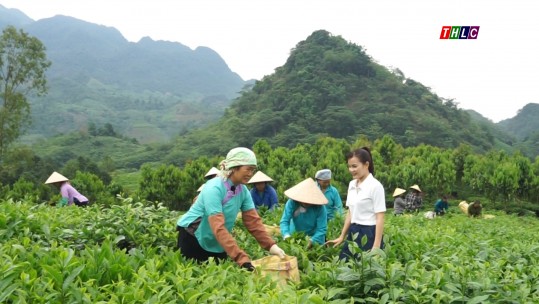 Bản vui: Đồi chè Lùng Vai (16/5/2025)