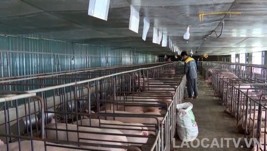 Toàn tỉnh hiện có 10 cơ sở chăn nuôi trang trại ứng dụng công nghệ cao