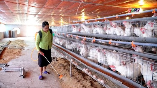 Nuôi gà Ai Cập đẻ trứng - nông dân Xuân Hòa thu tiền triệu mỗi ngày