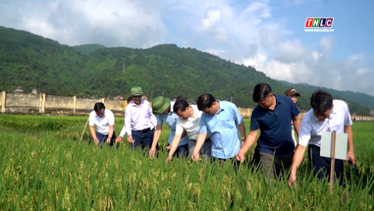 Thêm 2 giống lúa thuần do Lào Cai sản xuất chuẩn bị được cấp phép lưu hành trong năm 2025