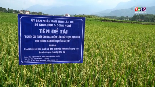 Kiểm tra, đánh giá đề tài nghiên cứu, tuyển chọn các giống lúa chất lượng gạo ngon theo hướng thảo dược