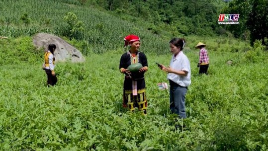 Mùa thu hoạch dưa hấu