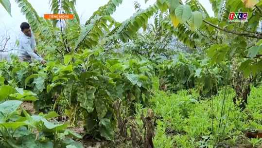 Học & Làm theo Bác (tiếng Mông) (25/5/2025)
