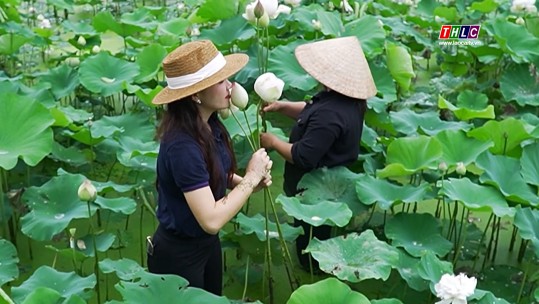 Sáng trong thơm ngát hương sen