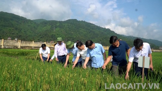 Giữ vững ngôi vị đầu bảng trong nghiên cứu, sản xuất thành công nhiều giống lúa thuần và lúa lai