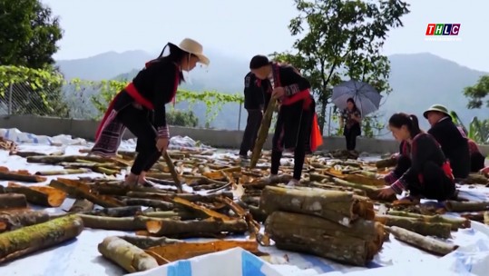 Nông dân Bắc Hà thu gần 123 tỷ đồng từ cây quế