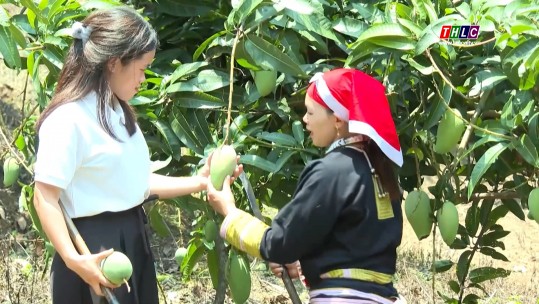 Quả ngọt trên rẻo cao A Mú Sung