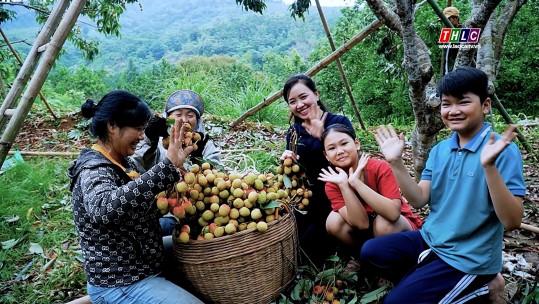 Bản vui: Mùa vải chín - Mùa hạnh phúc (31/5/2025)