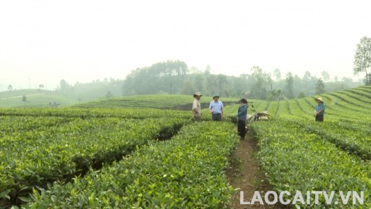 Toàn tỉnh thu hái gần 19.500 tấn chè búp tươi