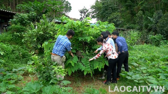Triển vọng kinh tế từ nuôi kiến lấy trứng