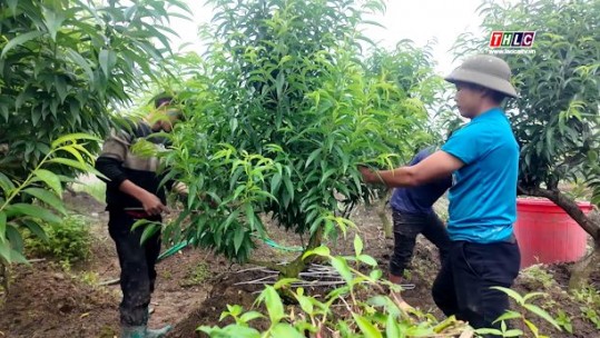 Nông dân Tả Phìn vào vụ sản xuất hoa, cây cảnh