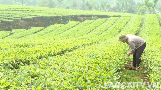 Điểm sáng trong học và làm theo Bác ở Bảo Thắng