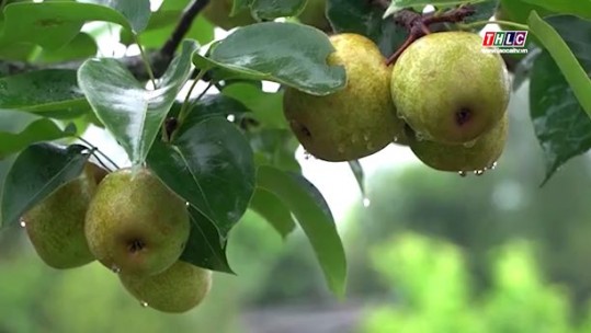 Bát Xát mở rộng vùng lê hàng hóa
