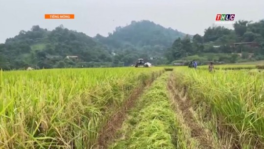 Nông nghiệp - Nông thôn (tiếng Mông): Xây dựng Nông thôn mới (05/6/2025)