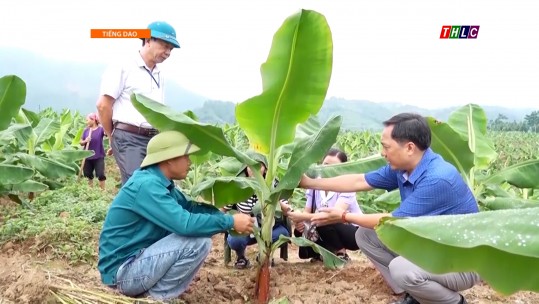 Nông nghiệp - Nông thôn (tiếng Dao): Xây dựng Nông thôn mới (6/6/2025)