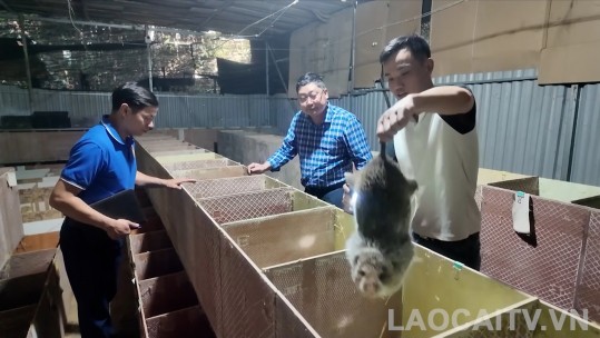 Người dân xã Bảo Hà với nghề nuôi dúi 