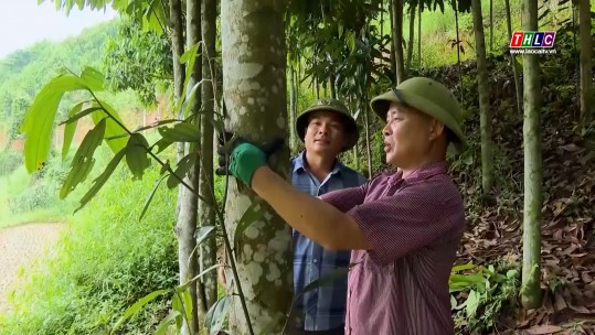 Lào Cai có 1.194 hộ sản xuất, kinh doanh giỏi đạt thu nhập từ 180 triệu đồng/năm
