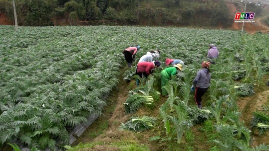 Diện tích cây dược liệu vượt 350 ha so với kế hoạch đề ra