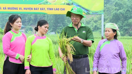 Nông dân Mường Vi hướng tới nông nghiệp hữu cơ trên lúa Séng cù đặc sản