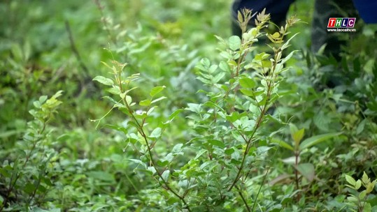 Phát triển cây chè dây ở Nậm Pung