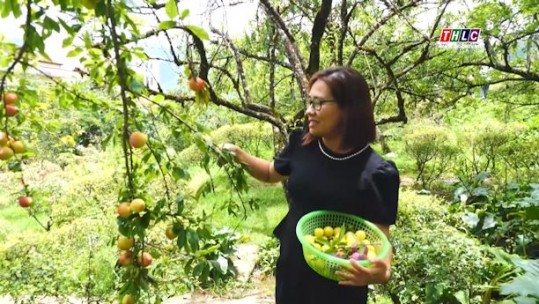 Hái mận xanh ở Sa Pa