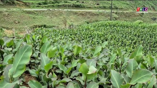 Cây trồng hiệu quả trên đất dốc ở Bát Xát