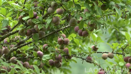 Nông dân Bắc Hà thu gần 3 tỷ đồng từ mận Tả Van chín sớm