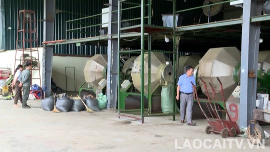Mường Khương thu hút thêm 3 dự án chế biến chè búp tươi