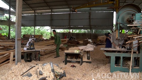Giá trị sản xuất lâm nghiệp toàn tỉnh tăng 22% so với năm 2024