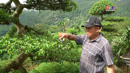 Làm giàu trên bản Tả Chải