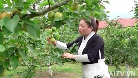 Bát Xát tập trung phát triển cây ăn quả chủ lực