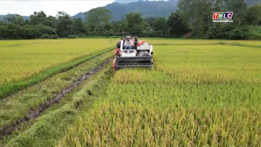 Thời sự Lào Cai 11h30 (15/6/2025)