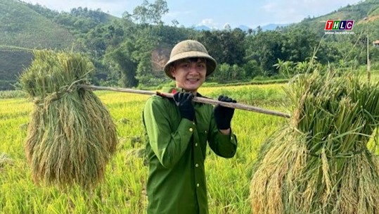 Ấn tượng hình ảnh công an xã gặt lúa giúp dân ở Bảo Yên