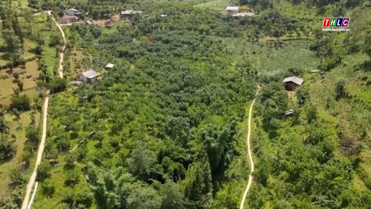 Huyện Si Ma Cai có 1.764 ha cây ăn quả ôn đới