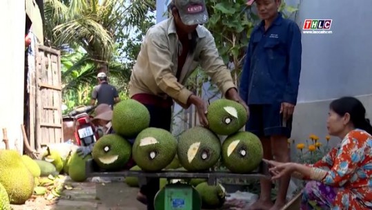 Nhiều loại trái cây chủ lực rớt giá sâu