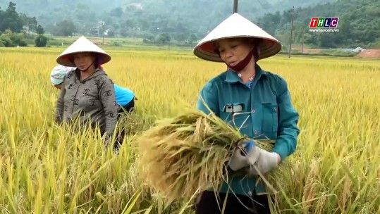 Đánh giá mô hình lúa nhiệt đới 15 tại xã Quang Kim