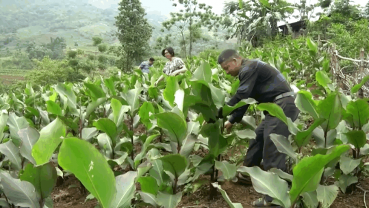 Bát Xát có trên 400 ha trồng cây đao riềng
