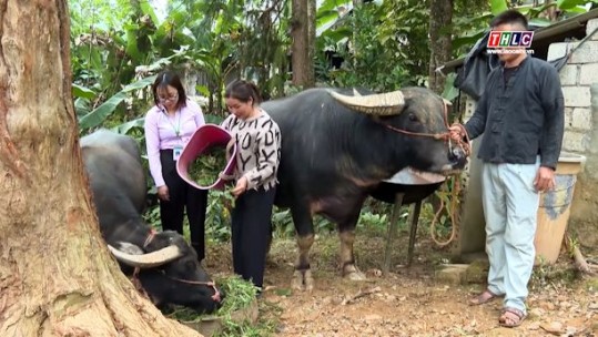 Văn Bàn hỗ trợ 4,3 tỷ đồng cho nông dân phát triển kinh tế