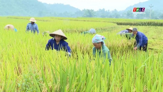 Mùa gặt ở bản Kíp Tước